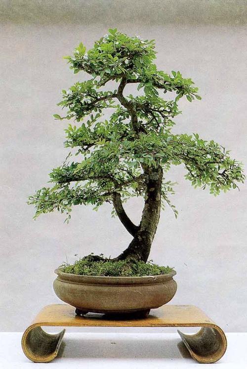 养了榆树盆景，却没造型长势差，哪里出了问题，该怎么恢复价值？