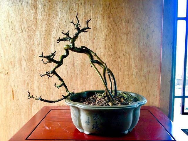 养了榆树盆景，却没造型长势差，哪里出了问题，该怎么恢复价值？