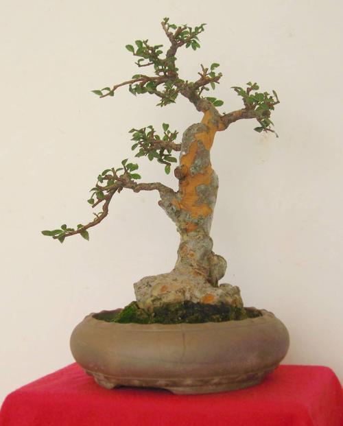 养了榆树盆景，却没造型长势差，哪里出了问题，该怎么恢复价值？