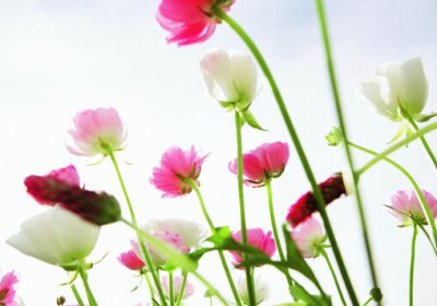 ​鲜花保鲜剂介绍-鲜花保鲜的方法