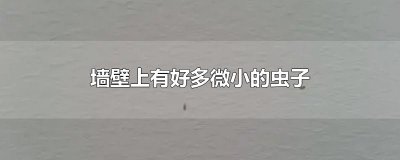 ​墙壁上有好多微小的虫子