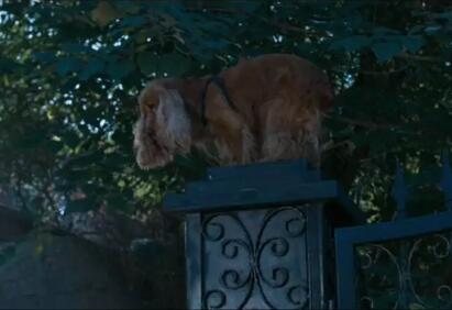 狗十三爱因斯坦是什么品种 小狗为什么被送走