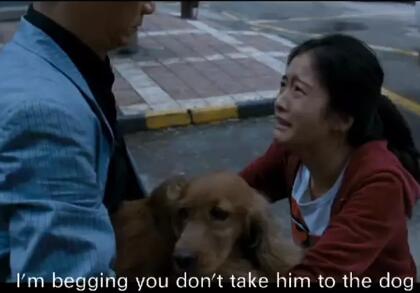 狗十三爱因斯坦是什么品种 小狗为什么被送走