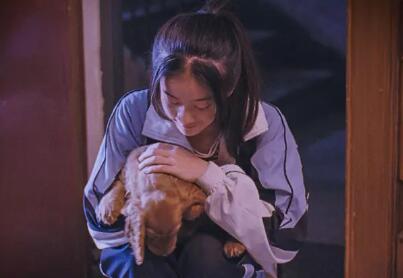 狗十三爱因斯坦是什么品种 小狗为什么被送走