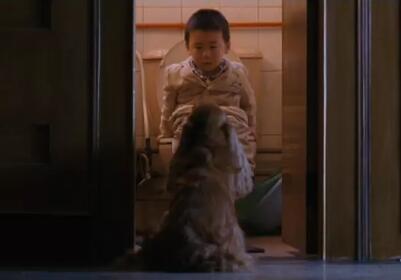 狗十三爱因斯坦是什么品种 小狗为什么被送走