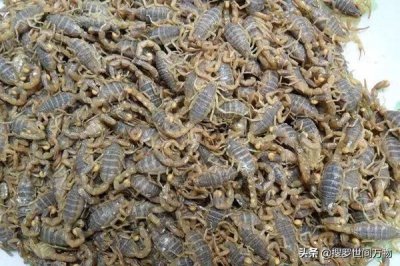 ​蝎子养殖能挣到钱吗？