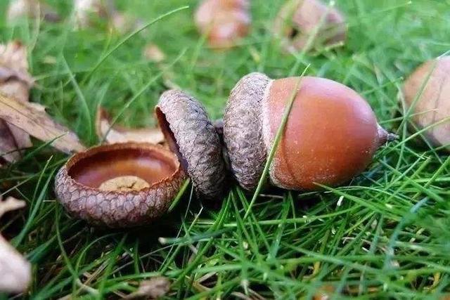 湖南最大的株洲（世界第八大洲株洲）(5)