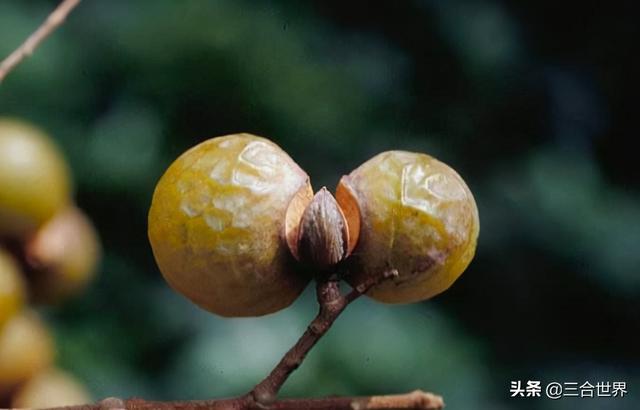 鬼姓氏来源（史上还真有姓鬼的）(9)