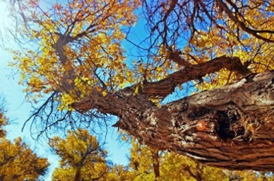 ​何时邂逅最美？新疆胡杨林旅游最佳时间揭秘！