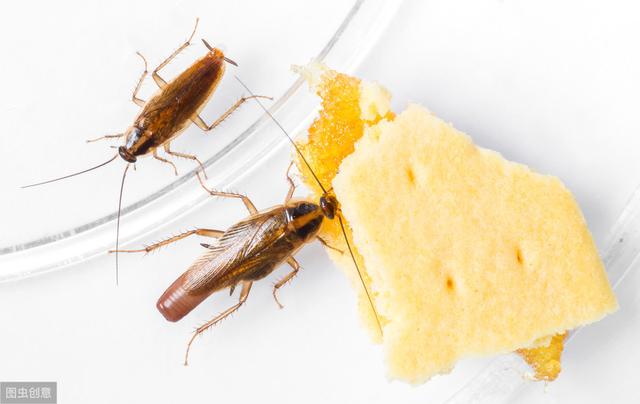 南方的蟑螂和北方的蟑螂区别（南北方差异分析）(5)