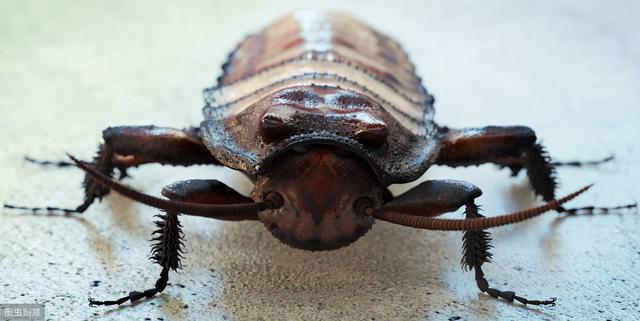南方的蟑螂和北方的蟑螂区别（南北方差异分析）(3)