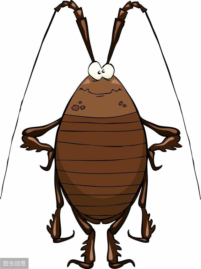 南方的蟑螂和北方的蟑螂区别（南北方差异分析）(7)