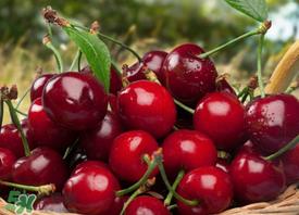 新鲜樱桃如何保存？新鲜樱桃能放多久？