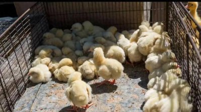 ​新手养鸡入门，小鸡饲养的必知事项，分享养好小鸡技巧