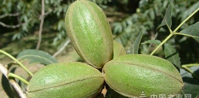 长寿果的营养价值有什么（长寿果的介绍）