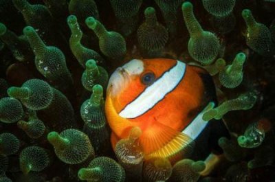 ​安庆旅游，安庆市内一日旅游景点