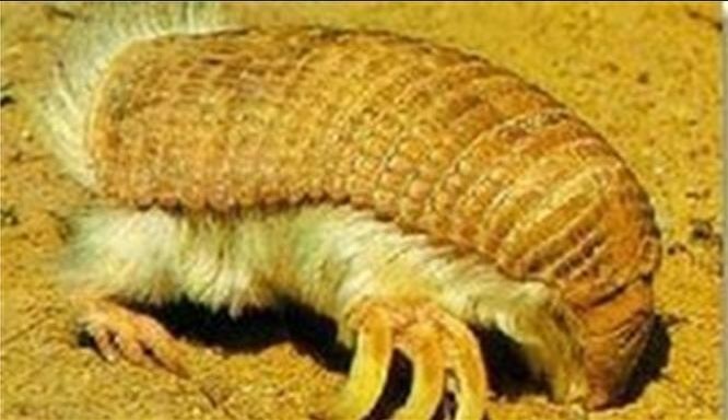 奇特生物知多少，这是既带盔甲又长绒毛的粉精灵犰狳