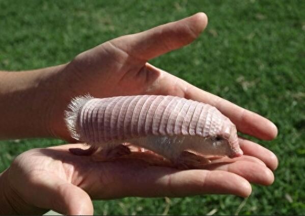 奇特生物知多少，这是既带盔甲又长绒毛的粉精灵犰狳