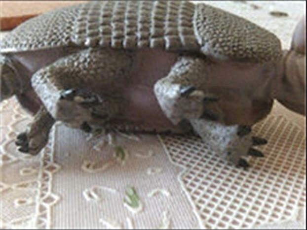 奇特生物知多少，这是既带盔甲又长绒毛的粉精灵犰狳