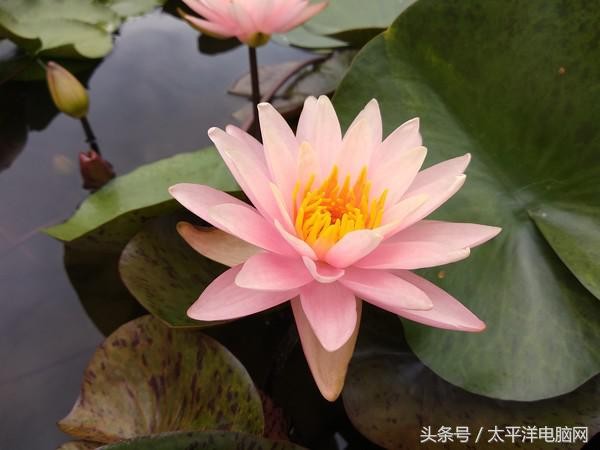 小米5x参数（干货分享小米5x的参数配置详情）