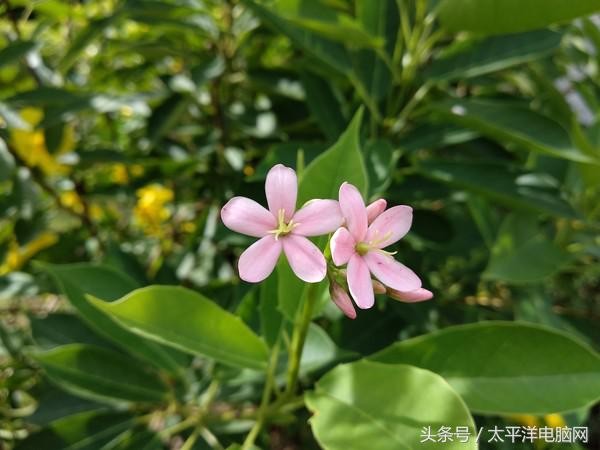 小米5x参数（干货分享小米5x的参数配置详情）