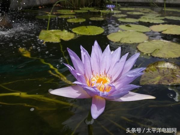 小米5x参数（干货分享小米5x的参数配置详情）