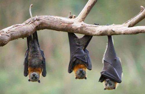 家里有蝙蝠窝怎么处理,蝙蝠在窗户外边搭窝怎么处理图4