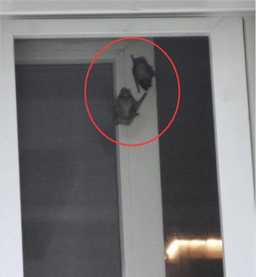 蝙蝠在房间里做窝怎么样才能赶出去呢