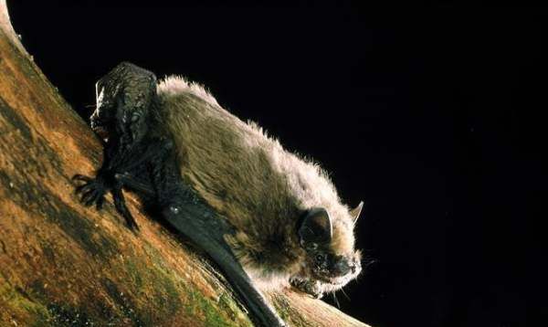 家里有蝙蝠窝怎么处理,蝙蝠在窗户外边搭窝怎么处理图3