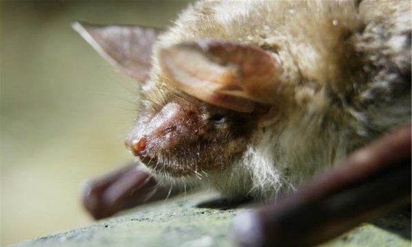 家里有蝙蝠窝怎么处理,蝙蝠在窗户外边搭窝怎么处理图8