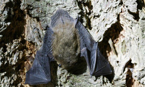 家里有蝙蝠窝怎么处理,蝙蝠在窗户外边搭窝怎么处理图6