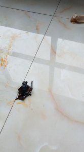 ​家里有蝙蝠窝怎么处理,蝙蝠在窗户外边搭窝怎么处理