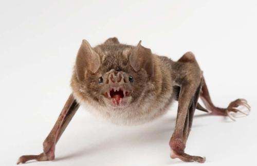 家里有蝙蝠窝怎么处理,蝙蝠在窗户外边搭窝怎么处理图5