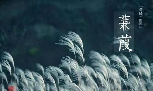 蒹葭苍苍白露为霜所谓伊人在水一方