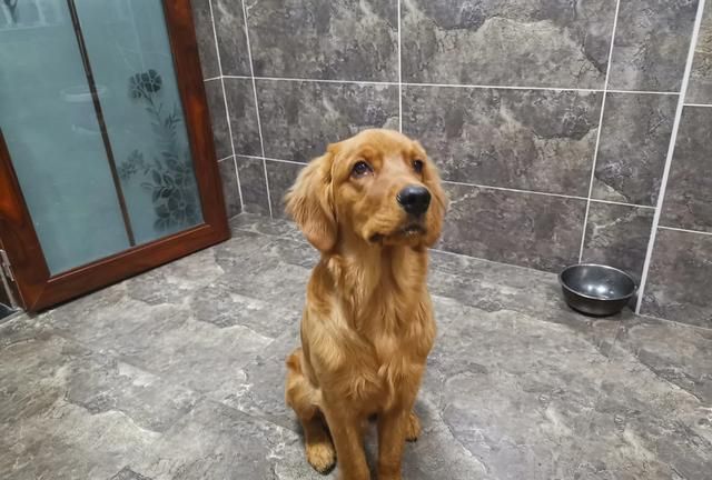 k9是什么意思呢，为什么汽贸的车子是从4S店进的，卖的反而比4S店还便宜？图5