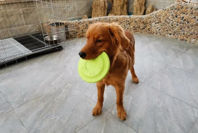 k9是什么意思呢，为什么汽贸的车子是从4S店进的，卖的反而比4S店还便宜？图6