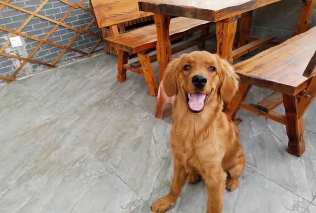 k9是什么意思呢，为什么汽贸的车子是从4S店进的，卖的反而比4S店还便宜？图4