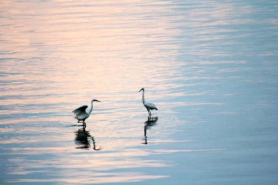 ​50组易混淆的成语，你真的用对了吗？