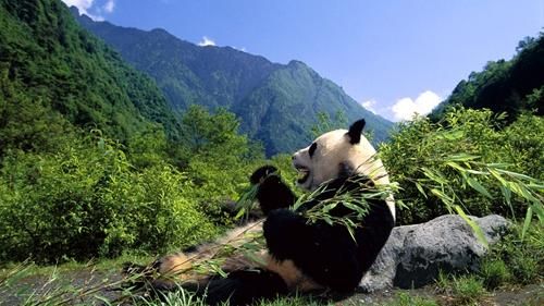 卧龙自然保护区在哪,卧龙自然保护区位于哪里?