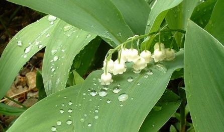 生活香水的保质期是多久 过期的香水不能用  3