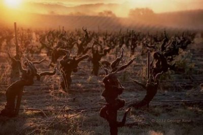 ​意大利红酒50年藤(意大利红酒四大雅)