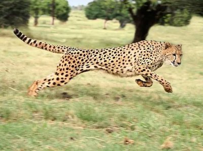 ​猎豹跑100米需要几秒 ，人类极限有待提升