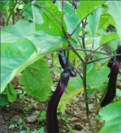 夏天的茄子怎么保存到冬天吃,茄子怎么储存能放到冬天吃图7