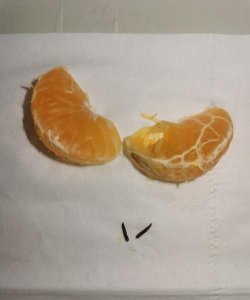 ​桔子里面的白色虫子是什么,橘子里面的小虫子对人有危害吗