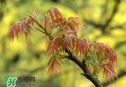 什么东西清火效果好?什么东西清火最快? 什么东西清火效果好?什么东西清火最快?