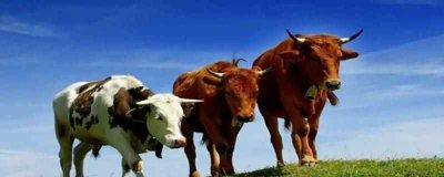 ​南京血瘀刘通天是什么生肖