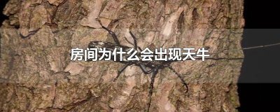 ​为什么家里会有天牛呢 为什么家里会有天牛的预兆