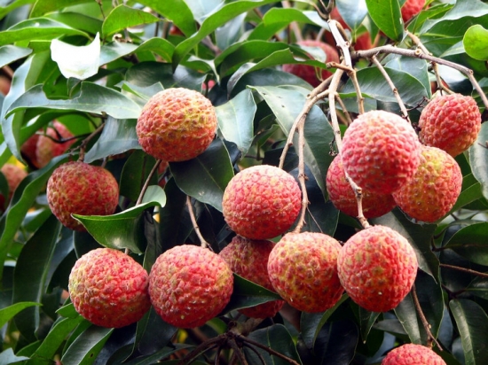 世界最老的荔枝树：荔王(图2)