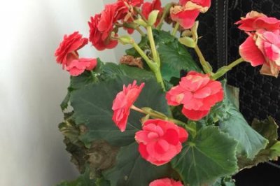 ​土豆子是什么意思