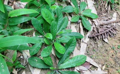 ​这种草在农村很常见，不认识也太可惜了！它可是一种很好的药材